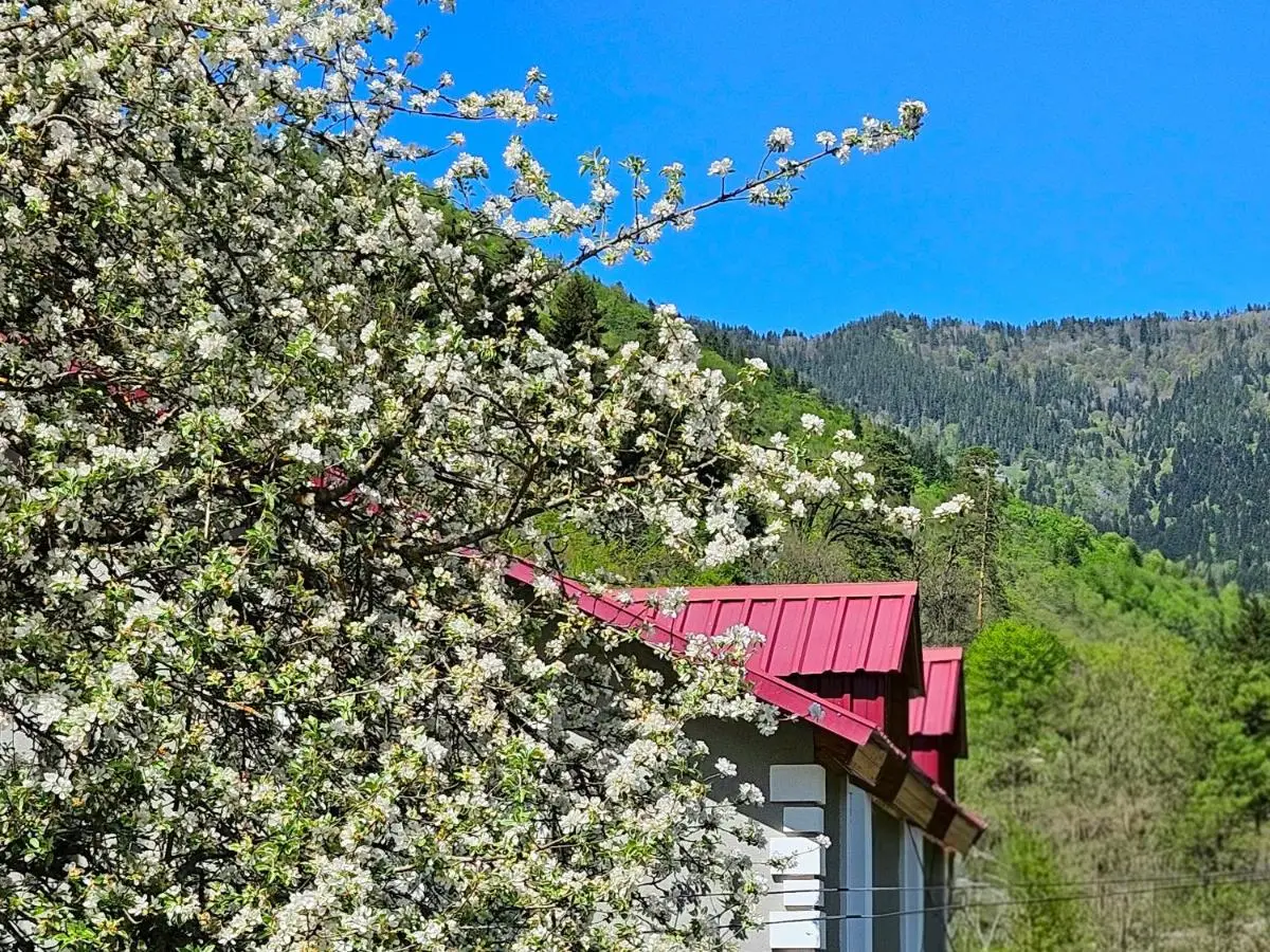 Cottage Timotea
