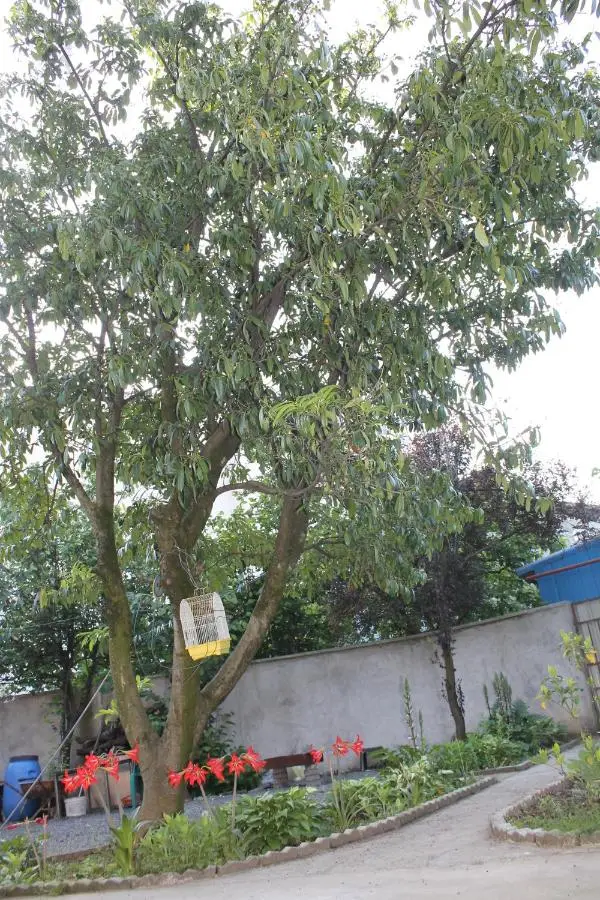 Iren Apartment