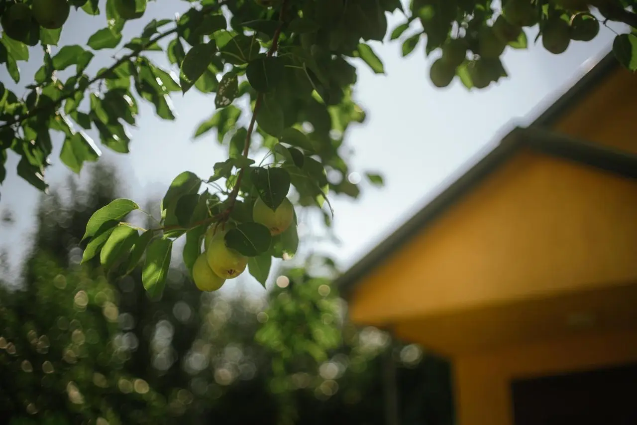 Senima's paradise - Pool & Cottages