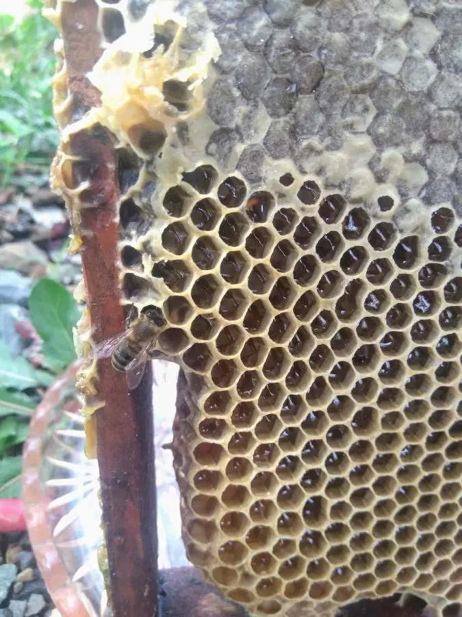 Beehives